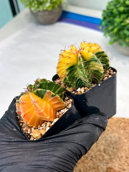 Gymnocalycium Mihanovichii (p) (#8) | 2pcs Bundle in 2 Inch Pot