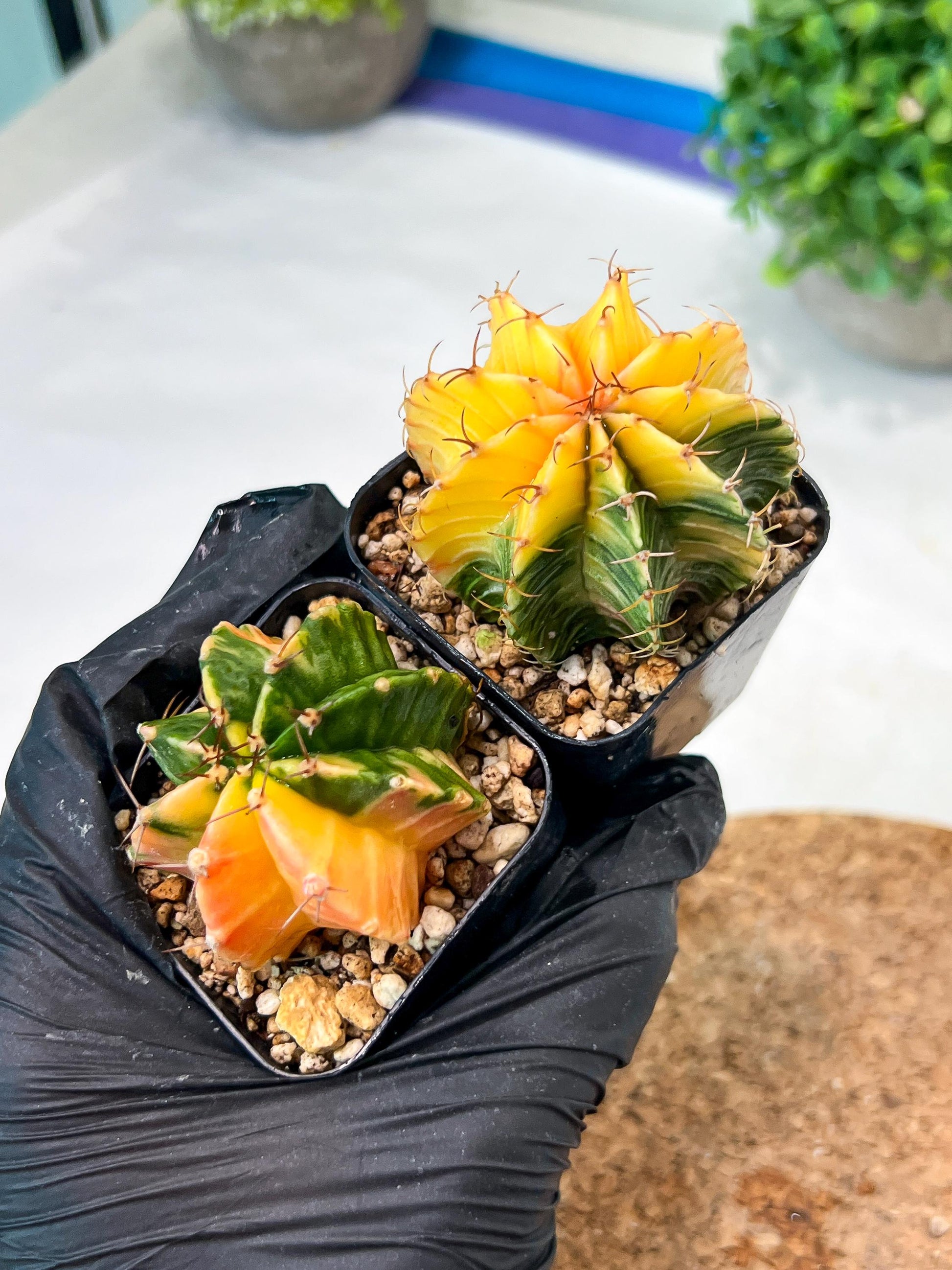 Gymnocalycium Mihanovichii (p) (#8) | 2pcs Bundle in 2 Inch Pot