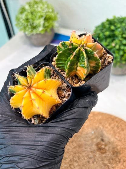 Gymnocalycium Mihanovichii (p) (#8) | 2pcs Bundle in 2 Inch Pot