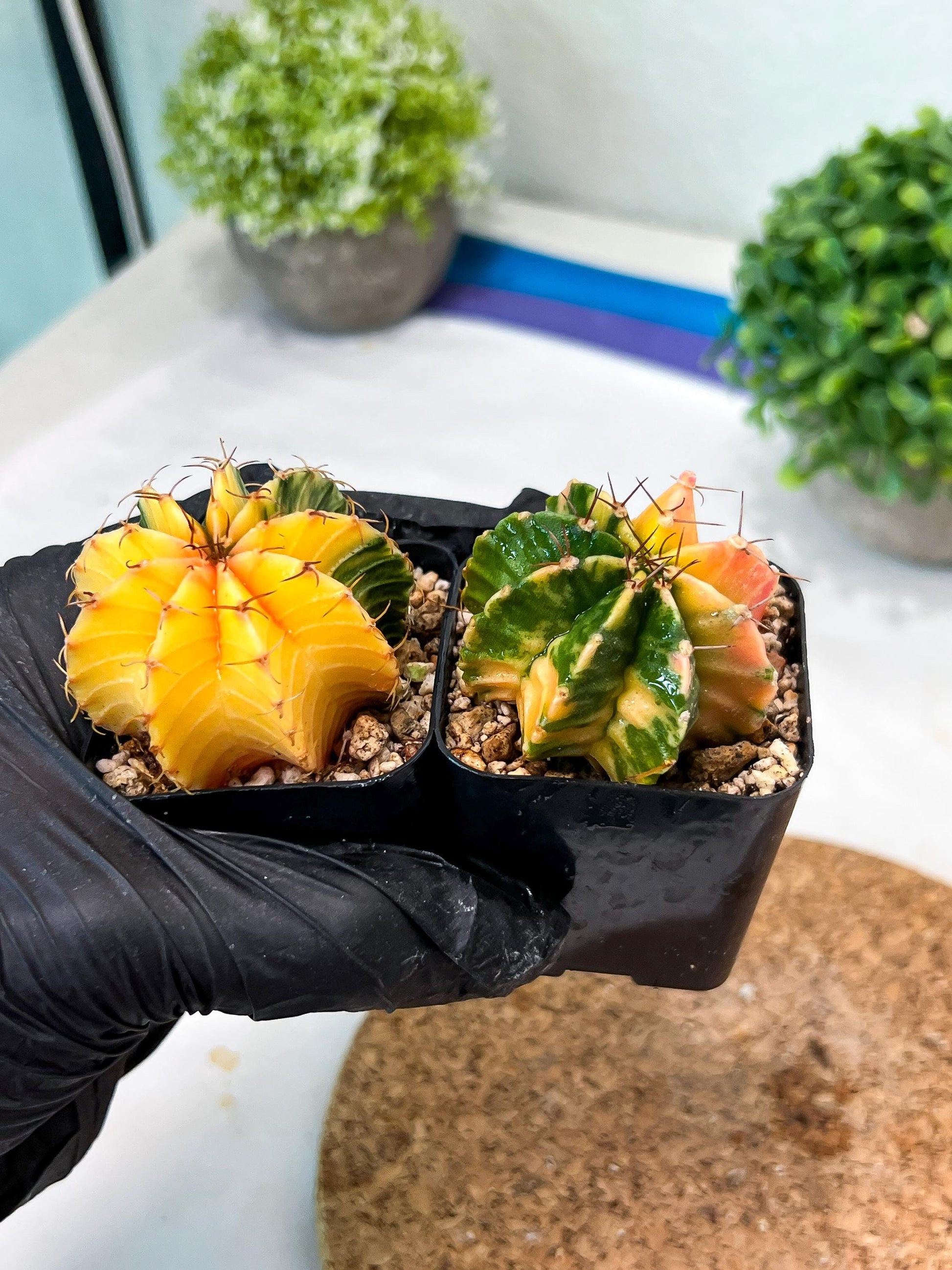 Gymnocalycium Mihanovichii (p) (#8) | 2pcs Bundle in 2 Inch Pot