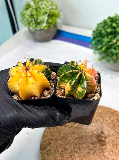 Gymnocalycium Mihanovichii (p) (#8) | 2pcs Bundle in 2 Inch Pot