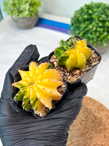 Gymnocalycium Mihanovichii (p) (#9) | 2pcs Bundle in 2 Inch Pot