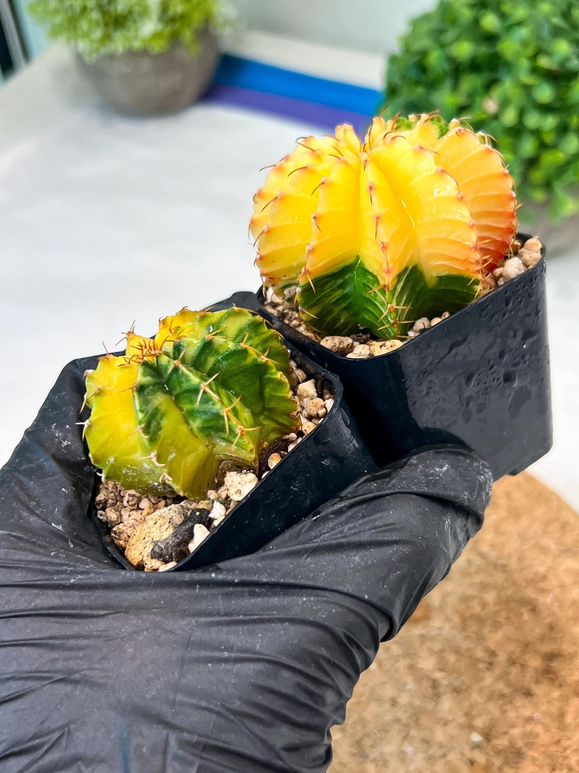 Gymnocalycium Mihanovichii (p) (#9) | 2pcs Bundle in 2 Inch Pot