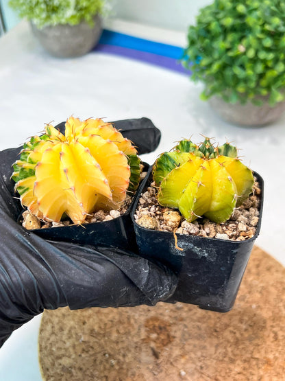 Gymnocalycium Mihanovichii (p) (#9) | 2pcs Bundle in 2 Inch Pot