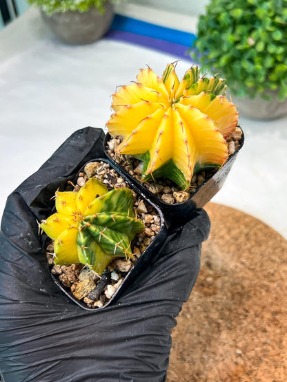 Gymnocalycium Mihanovichii (p) (#9) | 2pcs Bundle in 2 Inch Pot