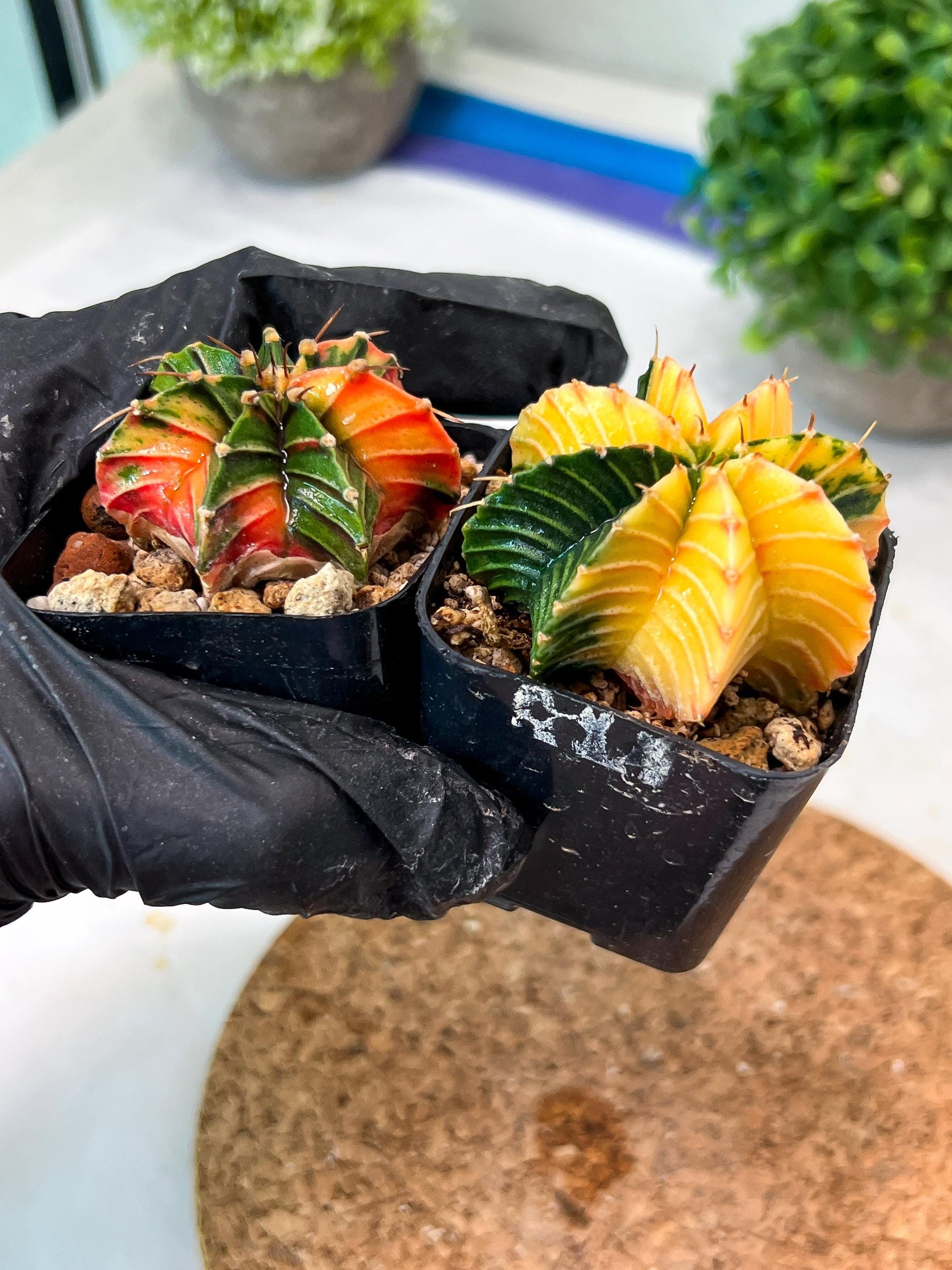 Gymnocalycium Mihanovichii (#10) | 2pcs Bundle in 2 Inch Pot