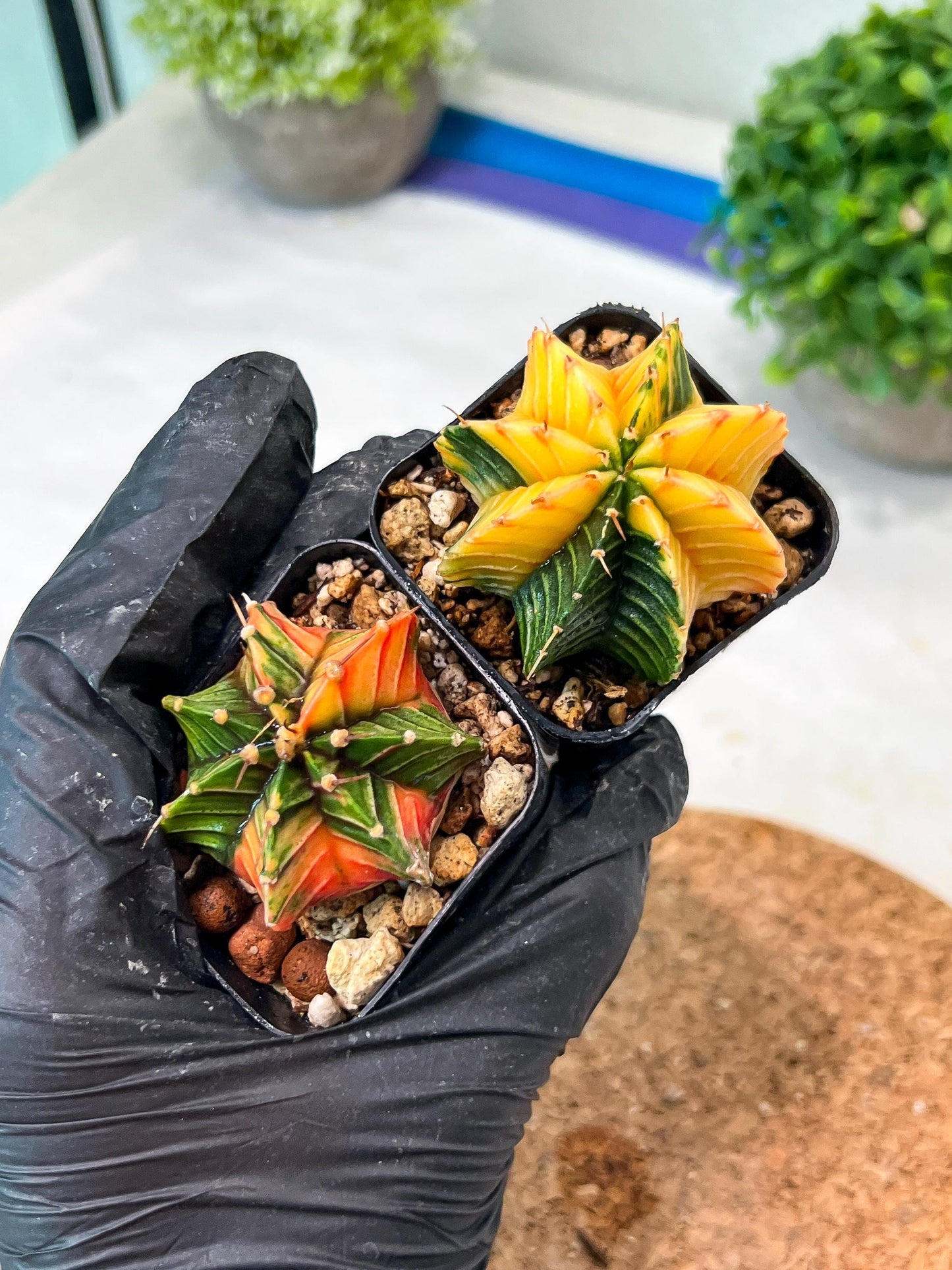 Gymnocalycium Mihanovichii (#10) | 2pcs Bundle in 2 Inch Pot