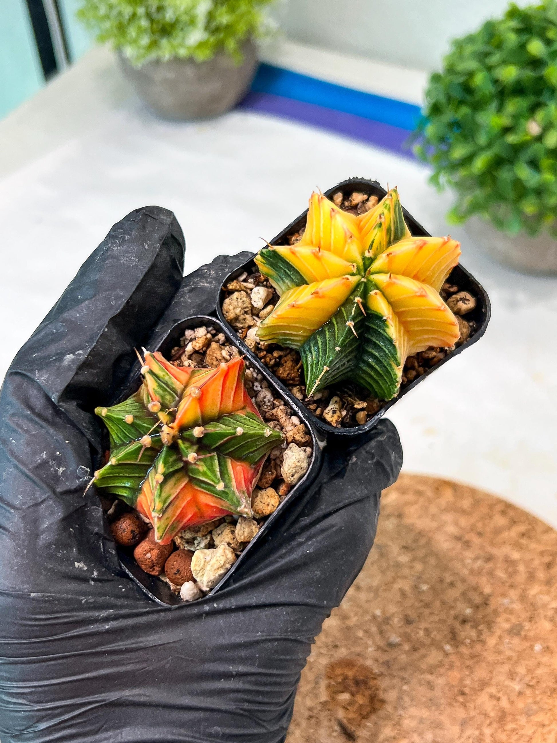 Gymnocalycium Mihanovichii (#10) | 2pcs Bundle in 2 Inch Pot