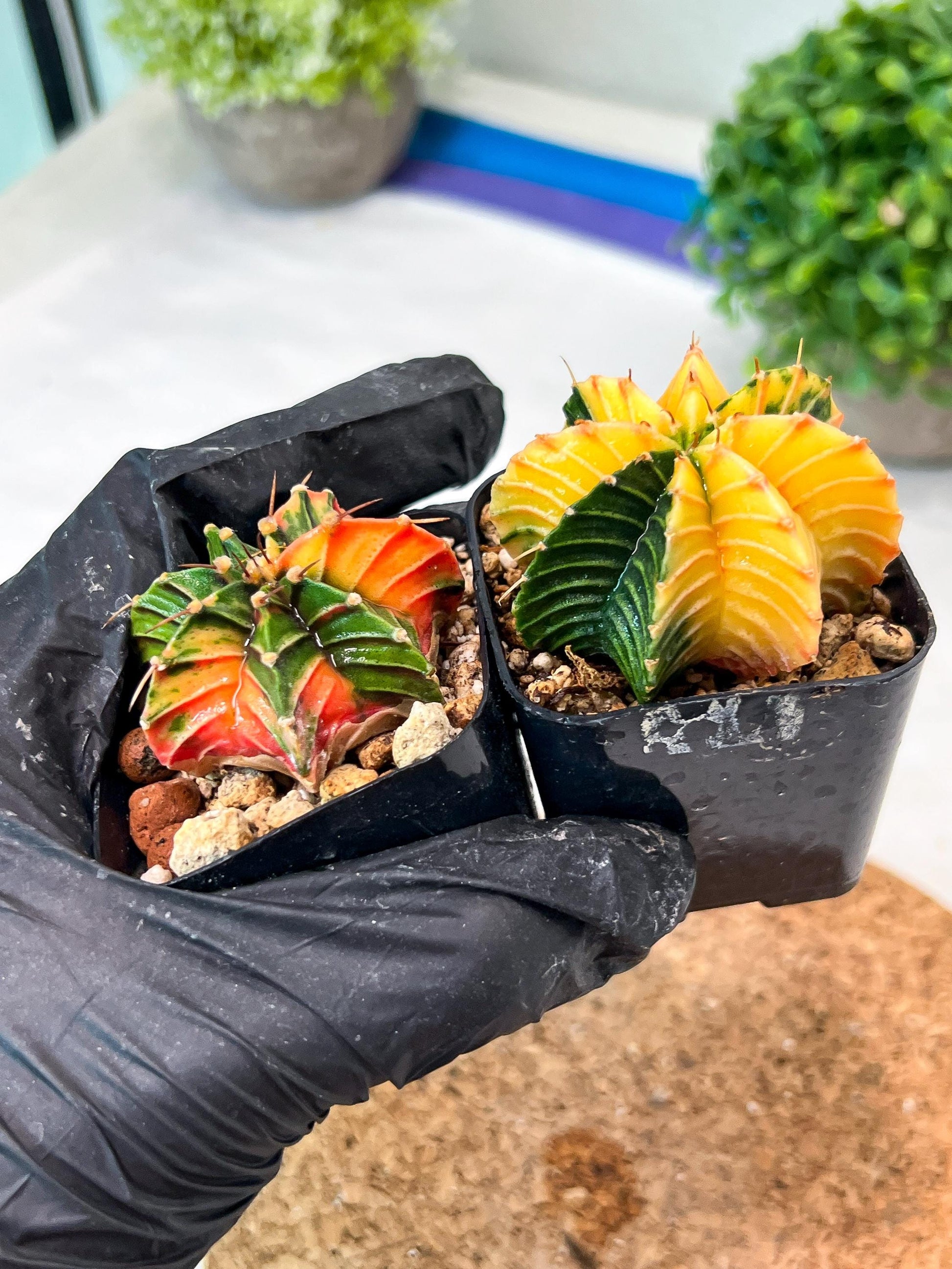 Gymnocalycium Mihanovichii (#10) | 2pcs Bundle in 2 Inch Pot