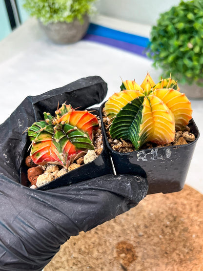 Gymnocalycium Mihanovichii (#10) | 2pcs Bundle in 2 Inch Pot