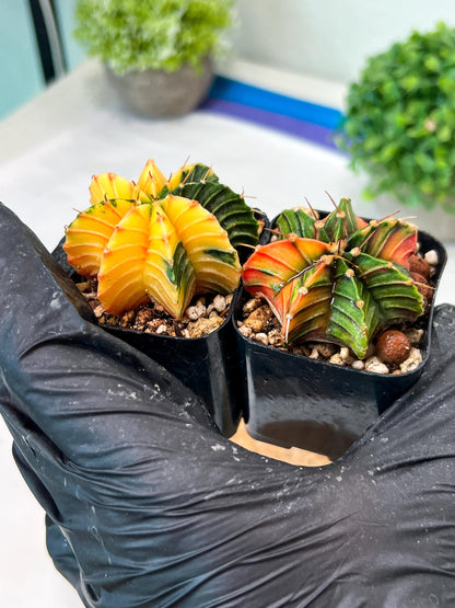 Gymnocalycium Mihanovichii (#10) | 2pcs Bundle in 2 Inch Pot