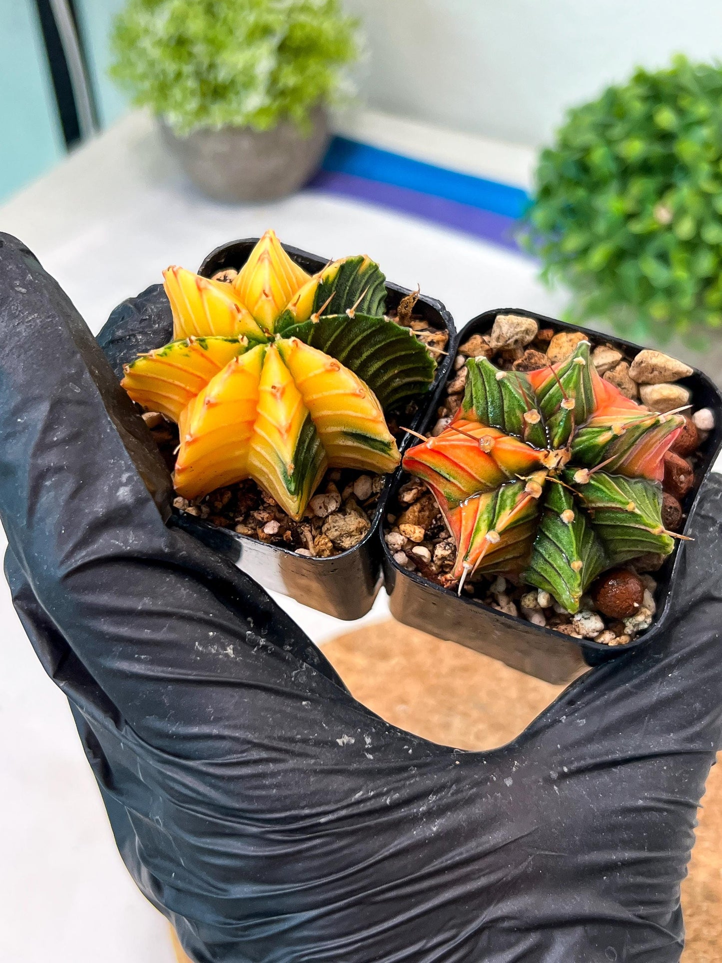 Gymnocalycium Mihanovichii (#10) | 2pcs Bundle in 2 Inch Pot