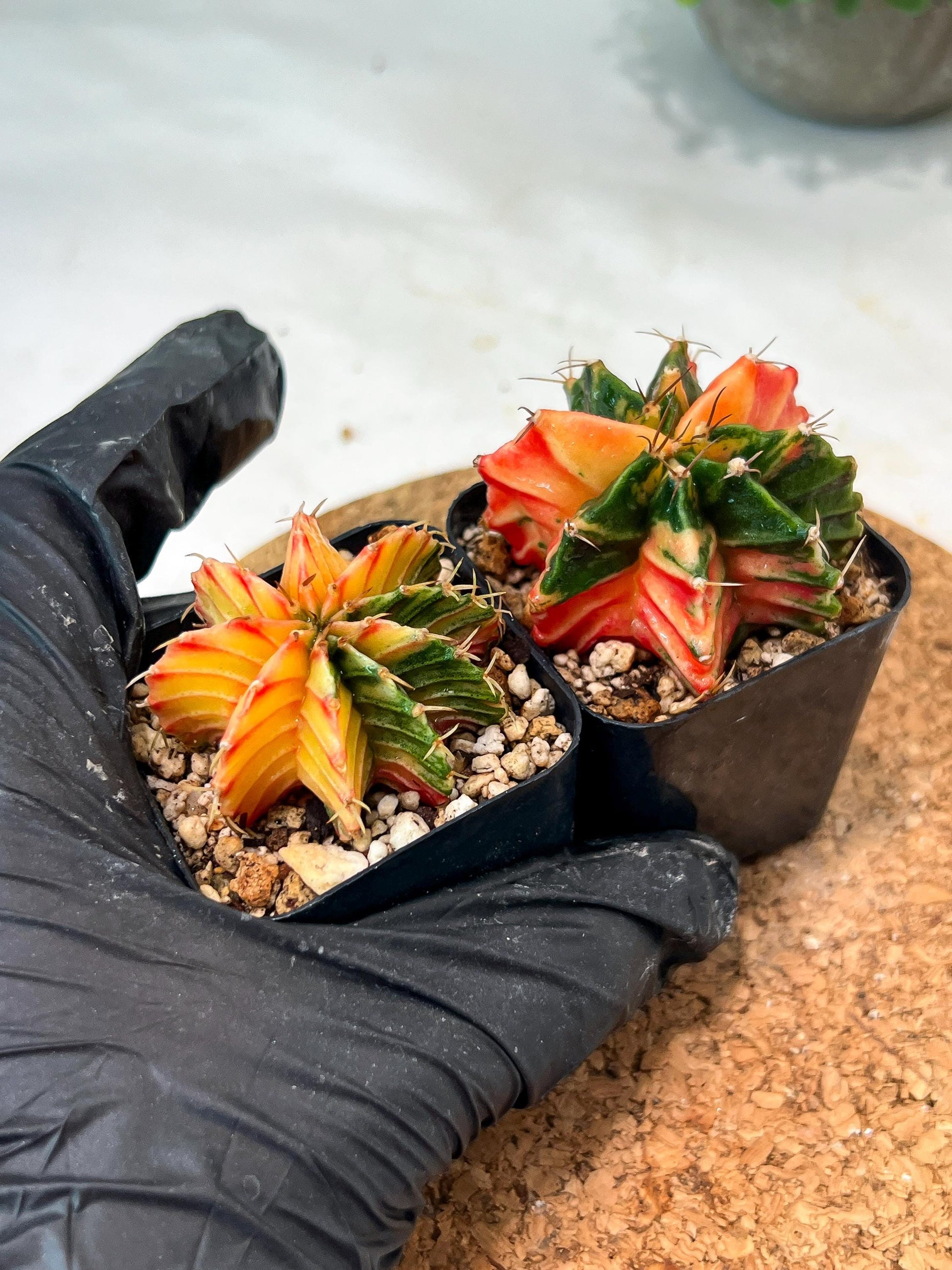 Gymnocalycium Mihanovichii (#11) | 2pcs Bundle in 2 Inch Pot