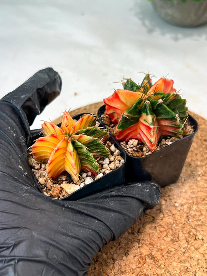 Gymnocalycium Mihanovichii (#11) | 2pcs Bundle in 2 Inch Pot