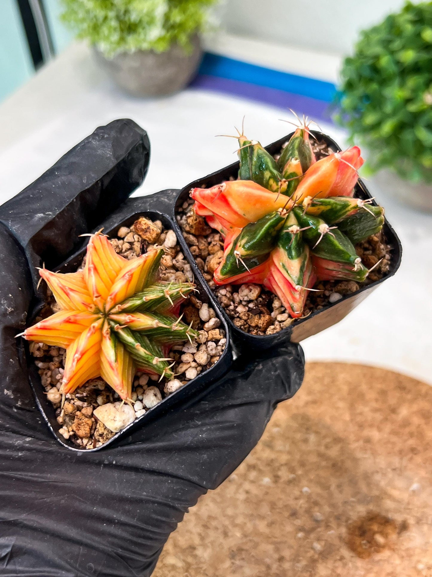 Gymnocalycium Mihanovichii (#11) | 2pcs Bundle in 2 Inch Pot