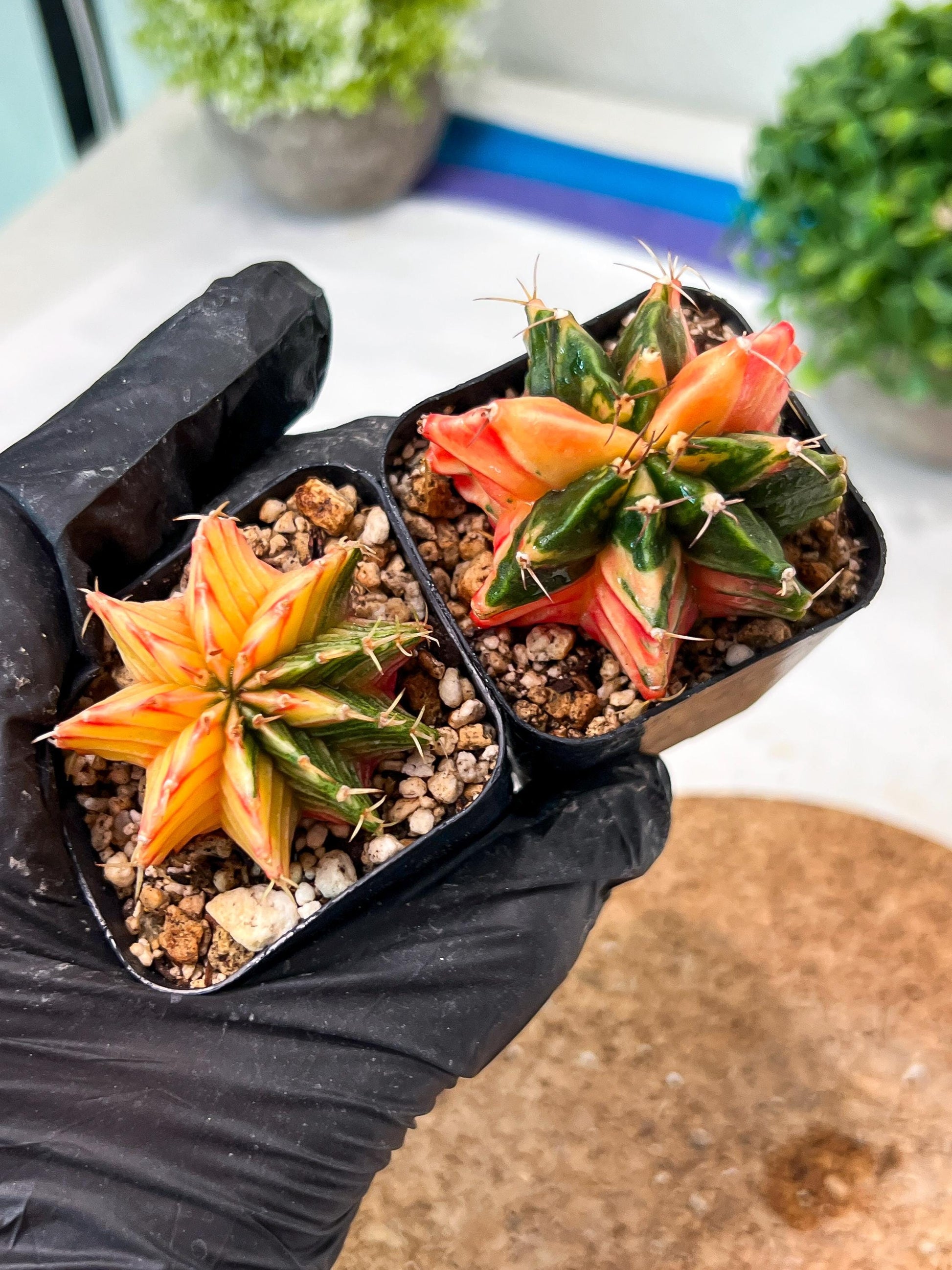 Gymnocalycium Mihanovichii (#11) | 2pcs Bundle in 2 Inch Pot