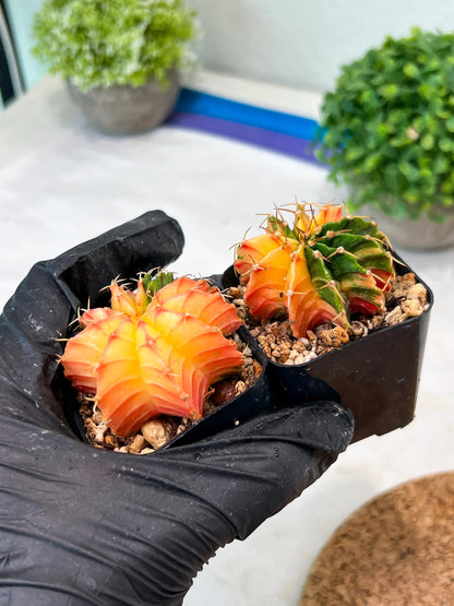 Gymnocalycium Mihanovichii (#12) | 2pcs Bundle in 2 Inch Pot