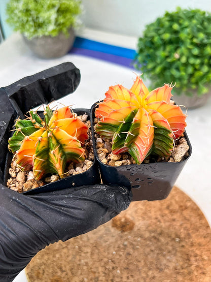 Gymnocalycium Mihanovichii (#12) | 2pcs Bundle in 2 Inch Pot