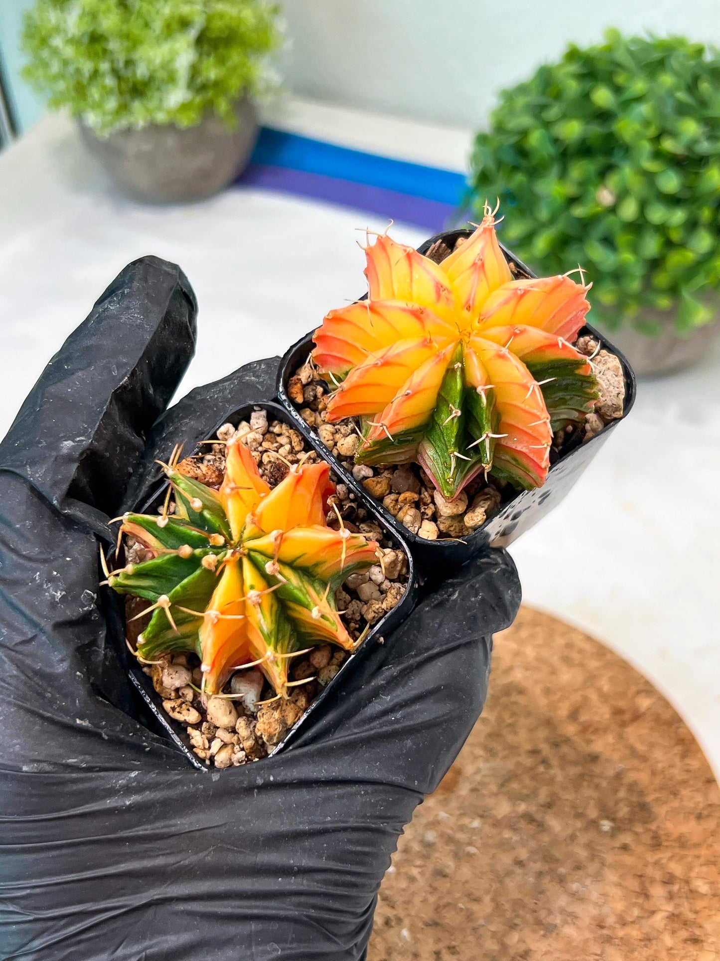 Gymnocalycium Mihanovichii (#12) | 2pcs Bundle in 2 Inch Pot