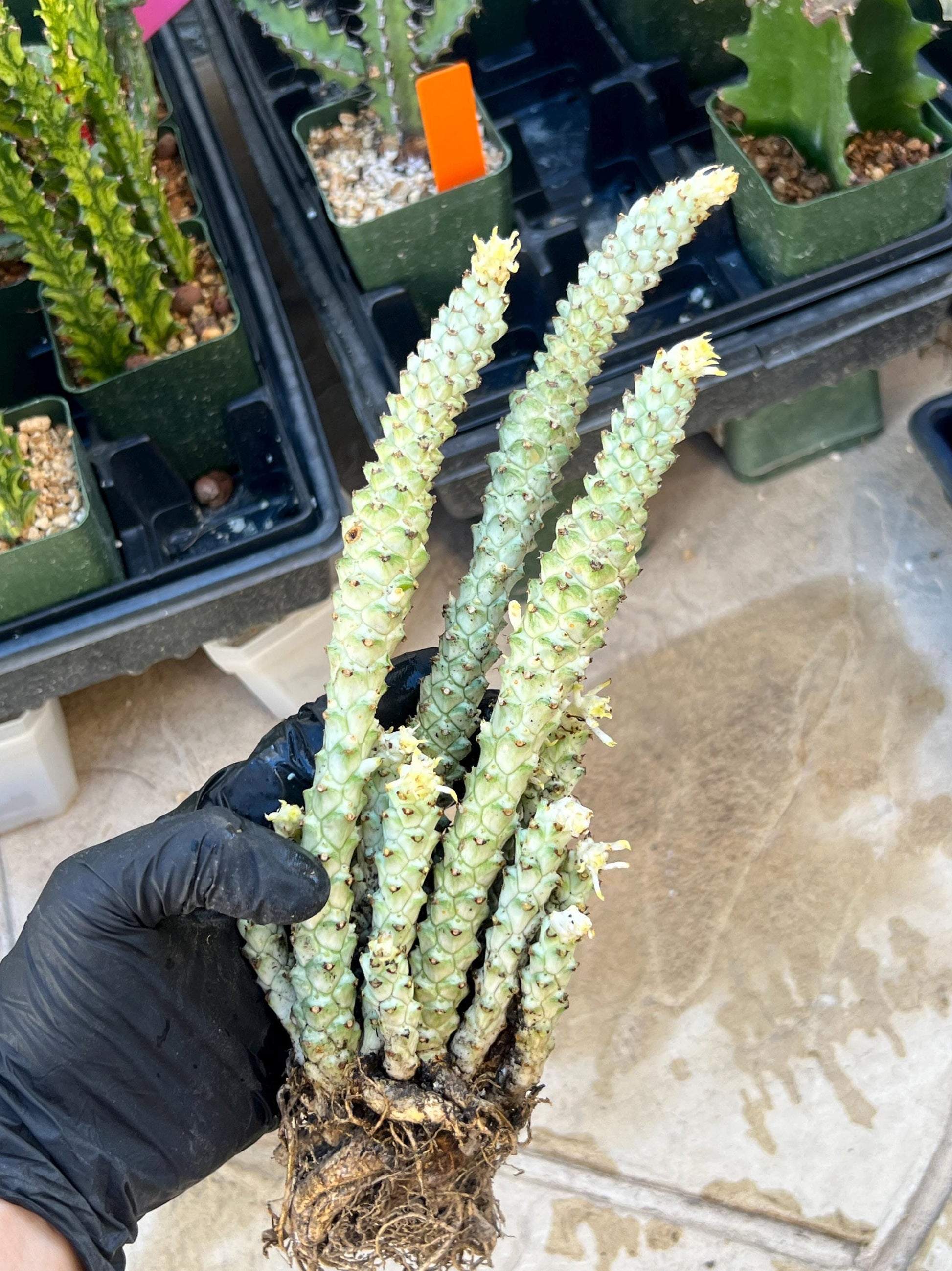 Variegated Euphorb Heteropodum Cluster (red)