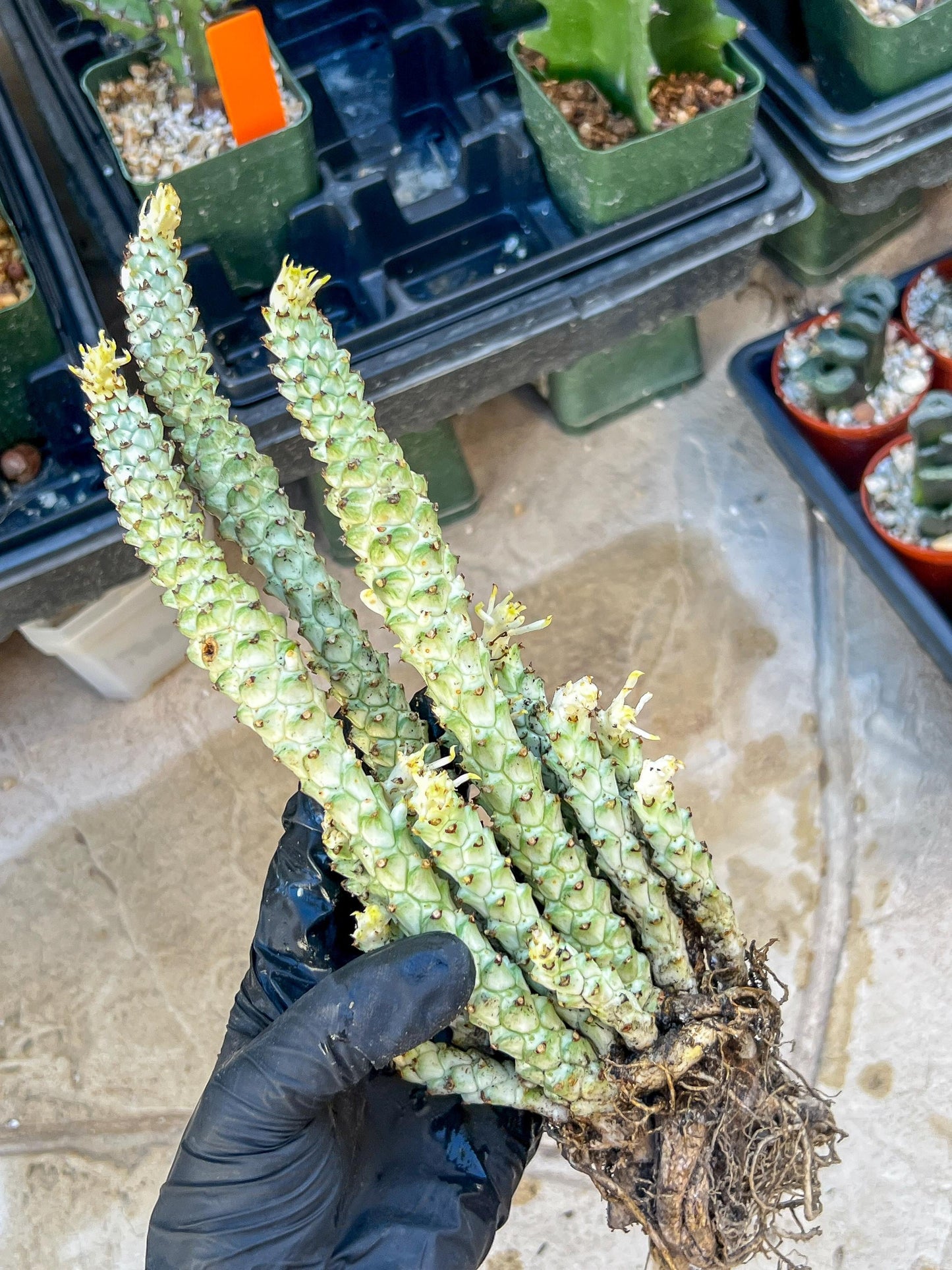 Variegated Euphorb Heteropodum Cluster (red)