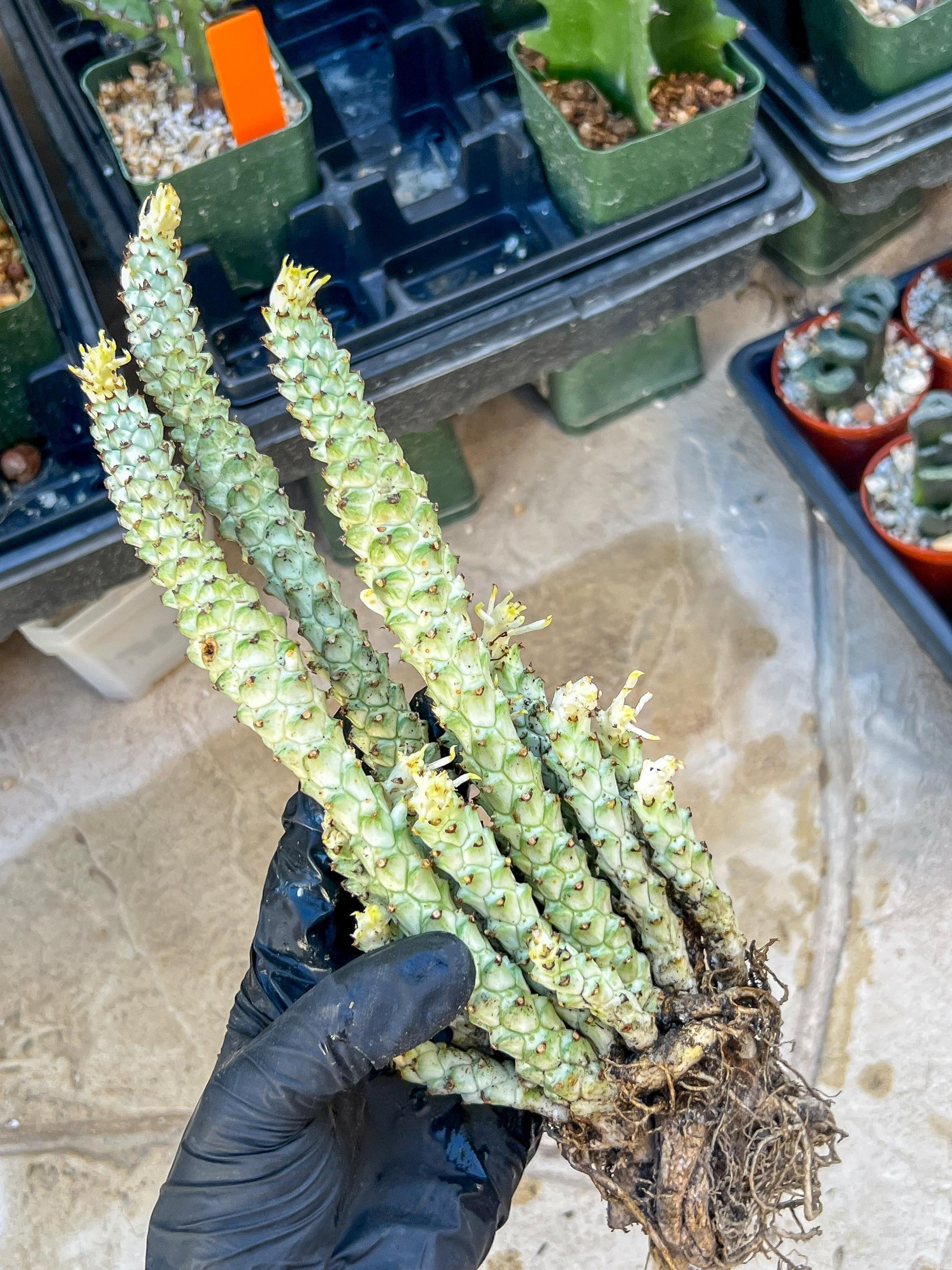 Variegated Euphorb Heteropodum Cluster (red)