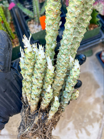 Variegated Euphorb Heteropodum Cluster (red)