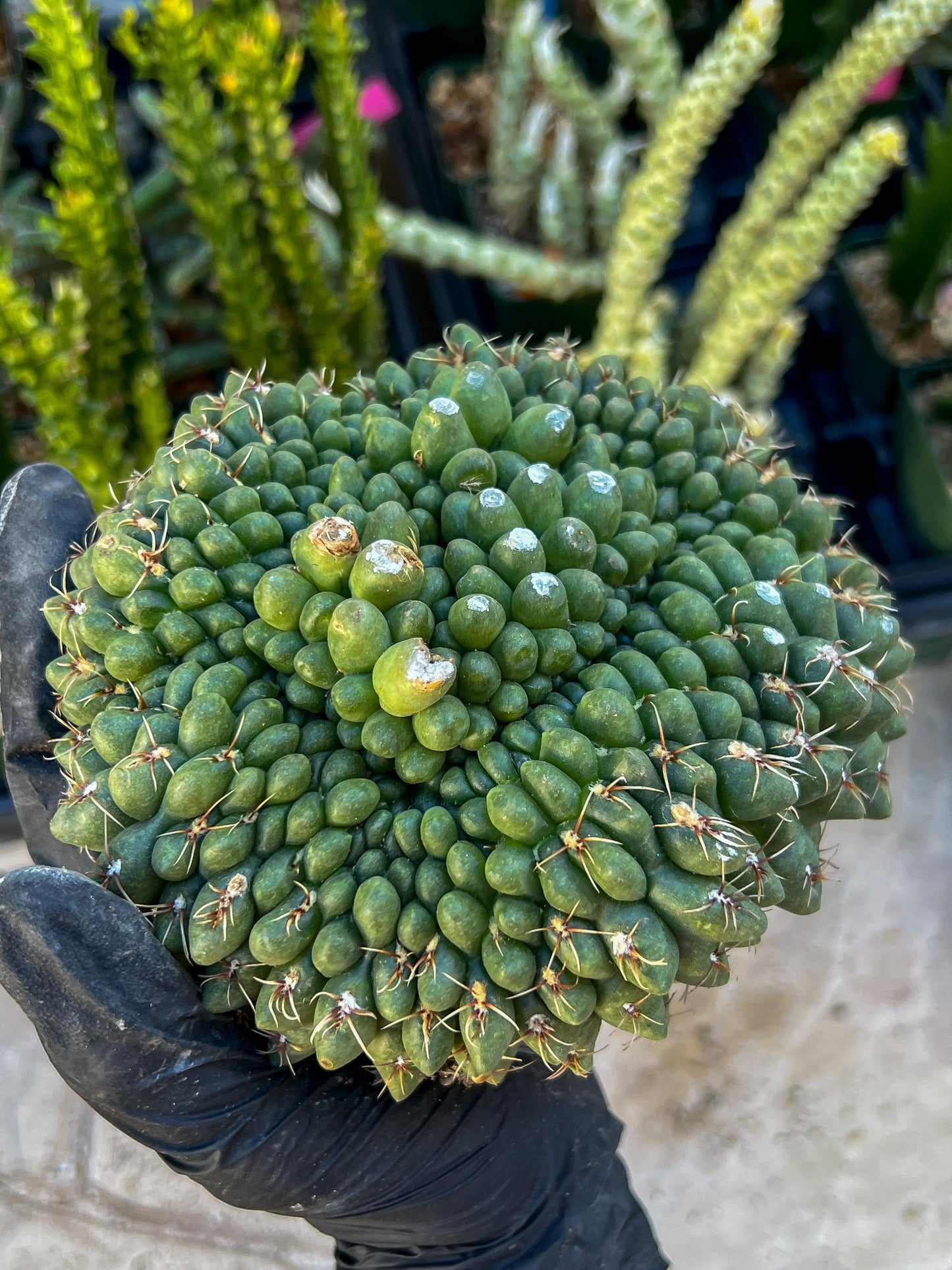 GIANT Gymnocalycium Baldianum Crested (Yellow) | Rare Cactus