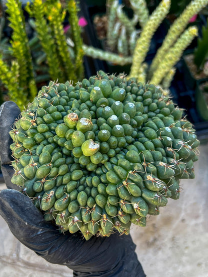 GIANT Gymnocalycium Baldianum Crested (Yellow) | Rare Cactus