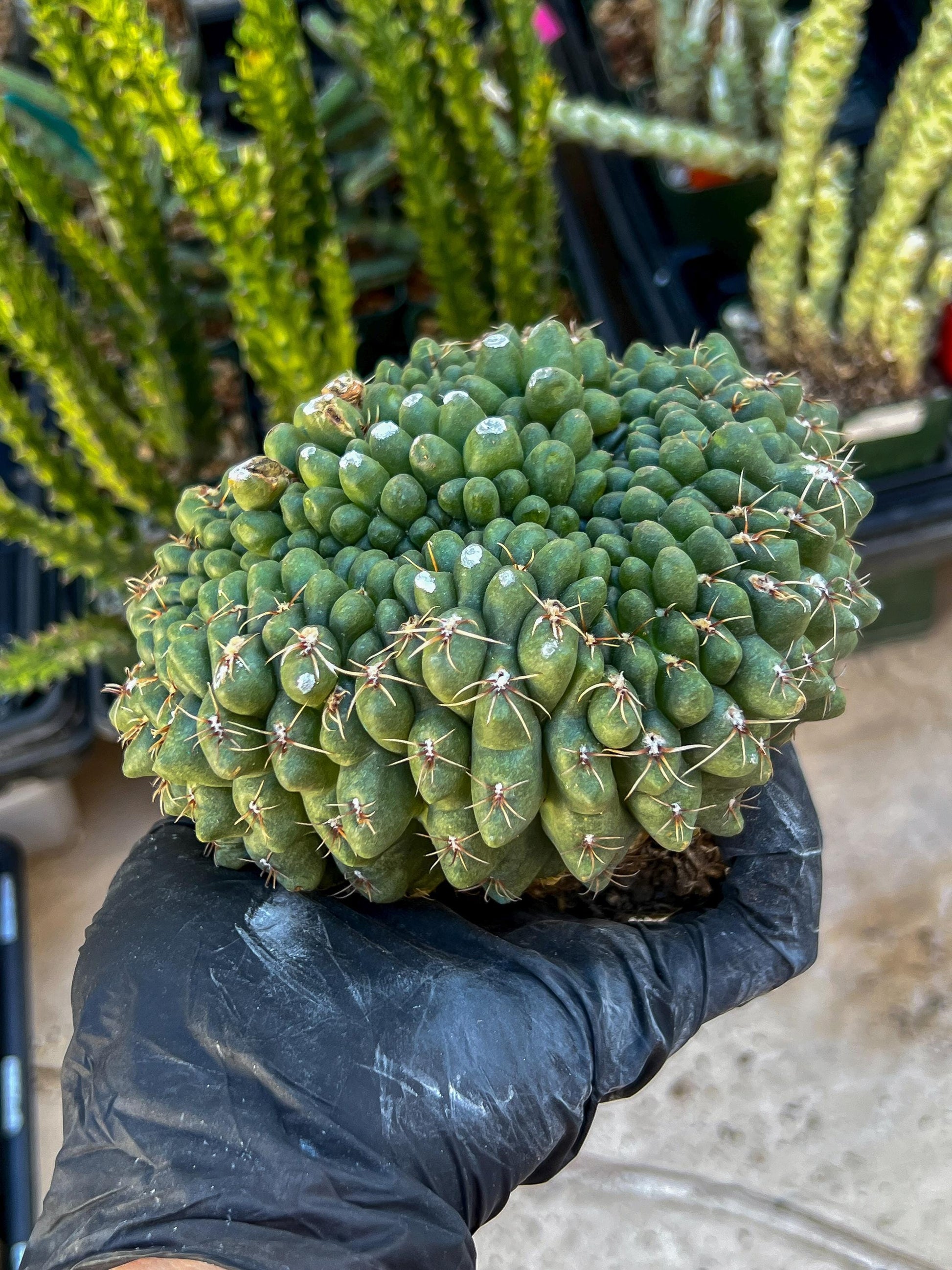 GIANT Gymnocalycium Baldianum Crested (Yellow) | Rare Cactus
