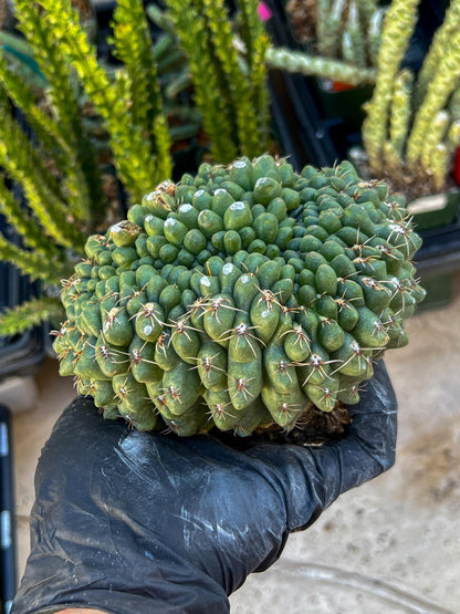 GIANT Gymnocalycium Baldianum Crested (Yellow) | Rare Cactus