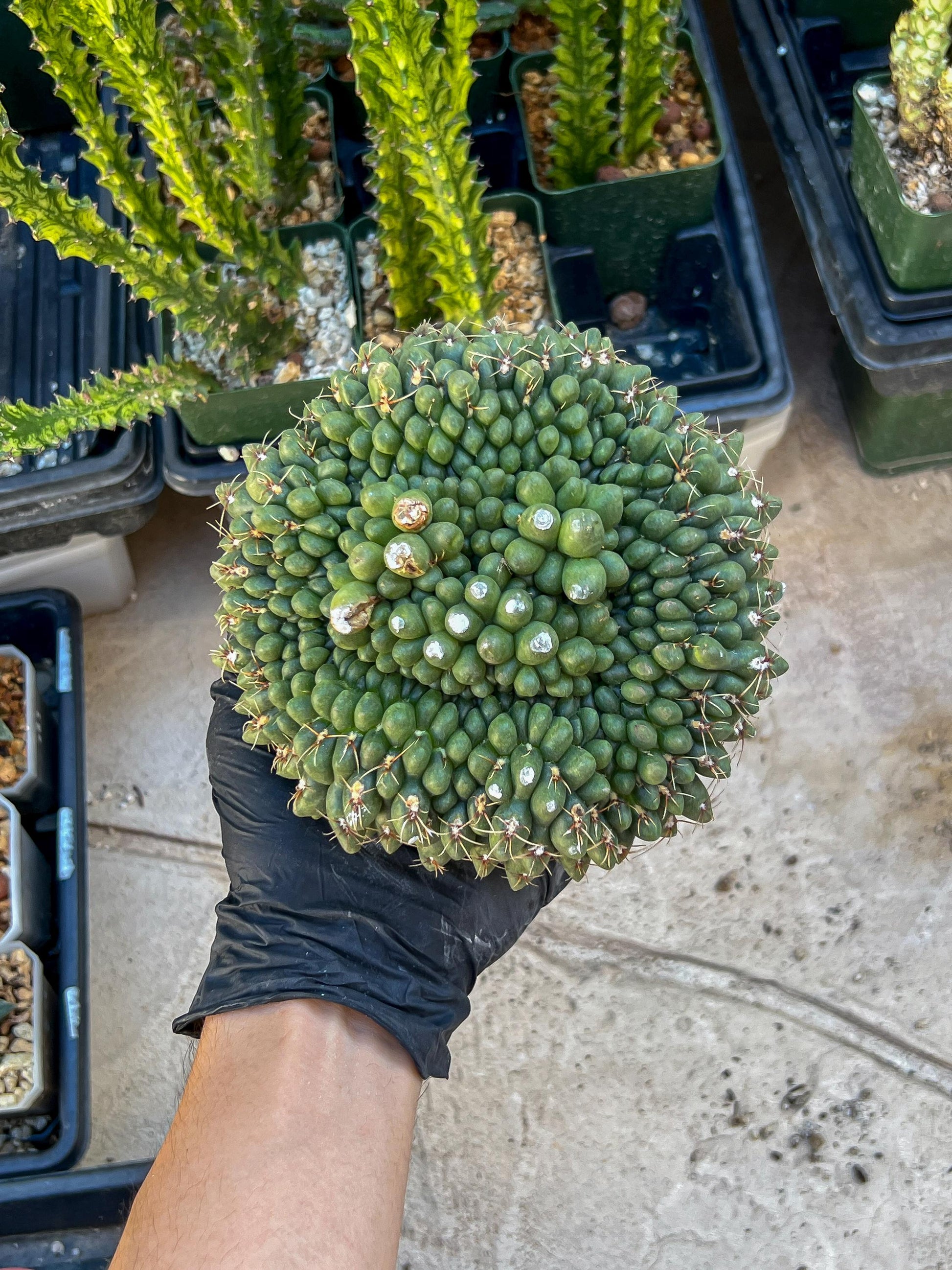 GIANT Gymnocalycium Baldianum Crested (Yellow) | Rare Cactus