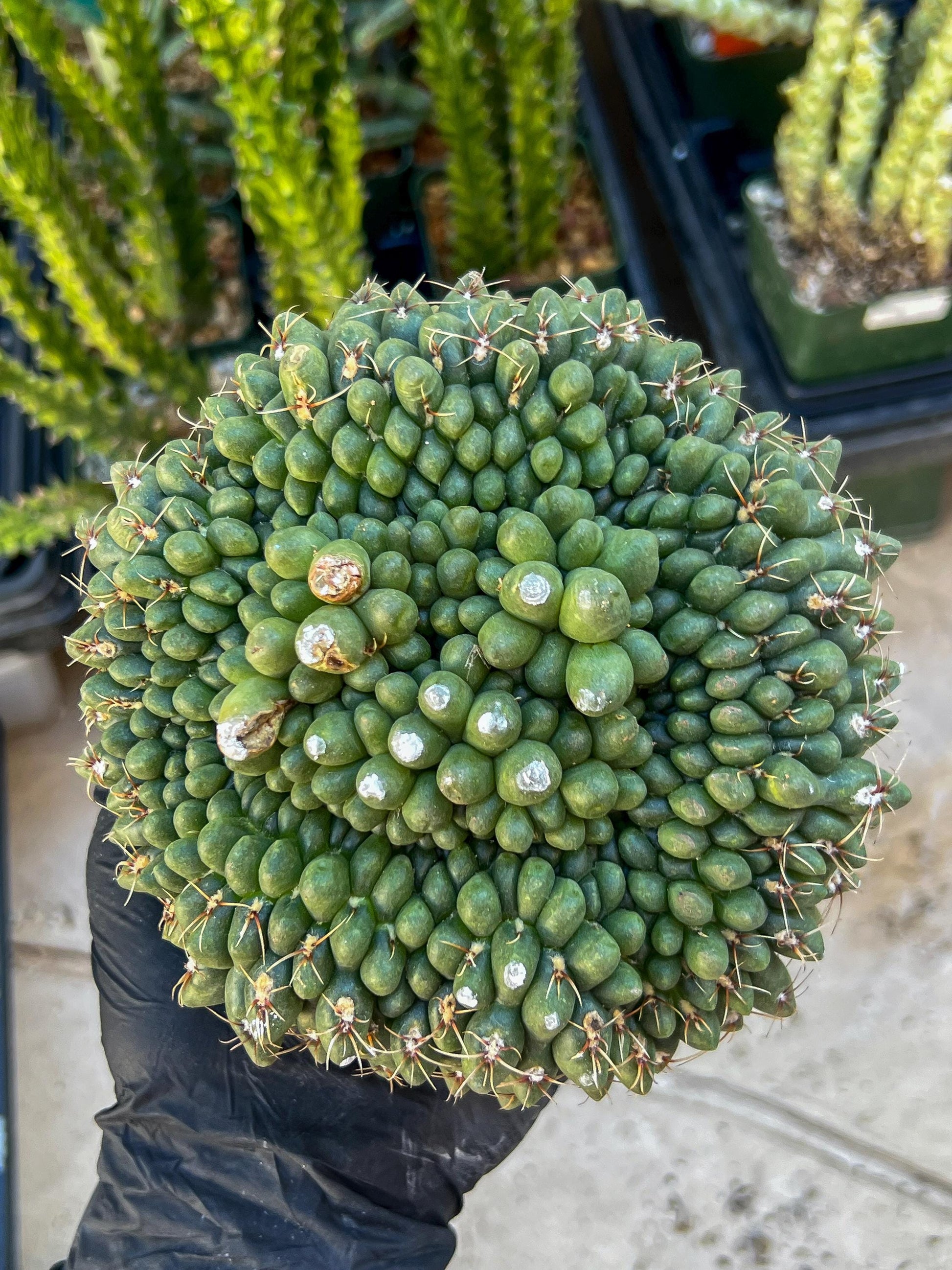 GIANT Gymnocalycium Baldianum Crested (Yellow) | Rare Cactus