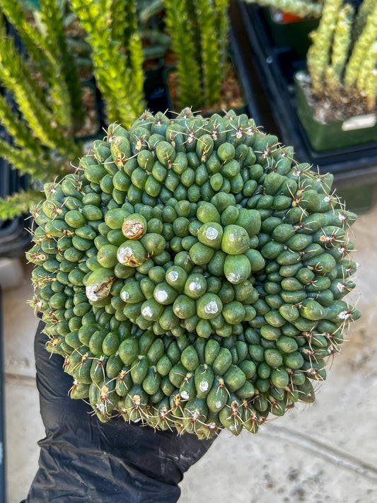 GIANT Gymnocalycium Baldianum Crested (Yellow) | Rare Cactus