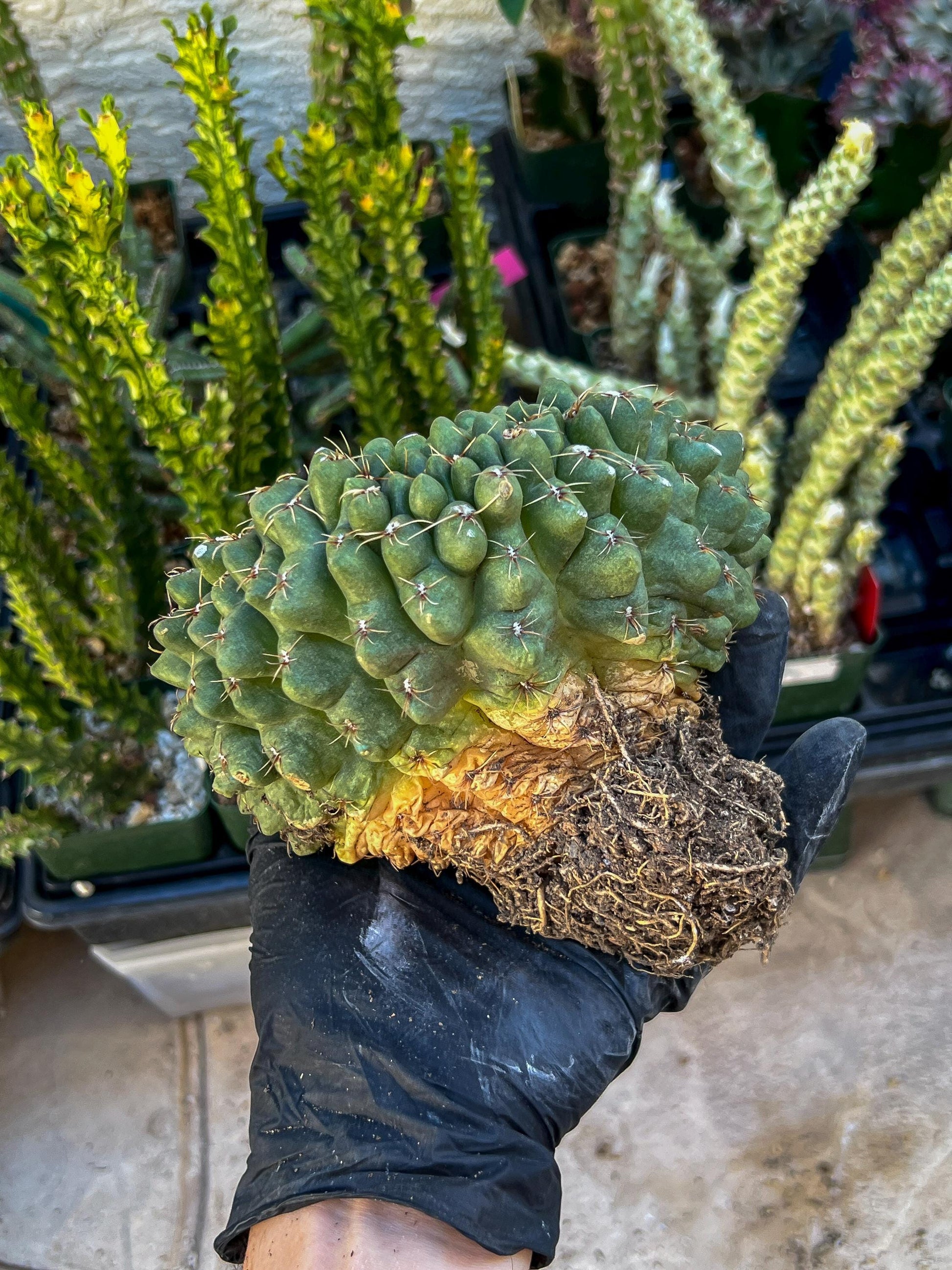 GIANT Gymnocalycium Baldianum Crested (Yellow) | Rare Cactus