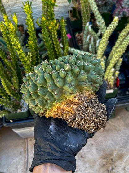 GIANT Gymnocalycium Baldianum Crested (Yellow) | Rare Cactus