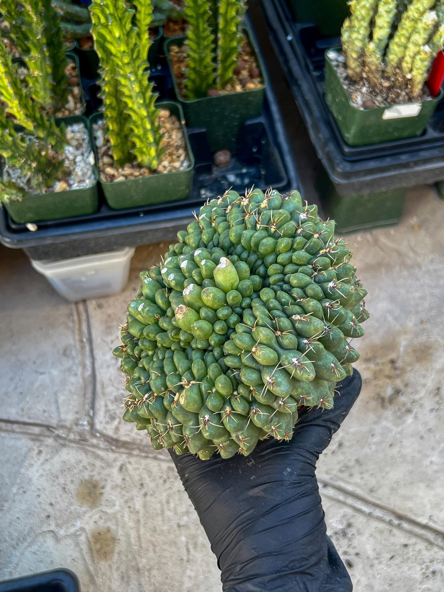 GIANT Gymnocalycium Baldianum Crested (Yellow) | Rare Cactus