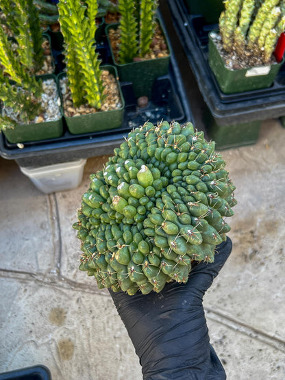 GIANT Gymnocalycium Baldianum Crested (Yellow) | Rare Cactus
