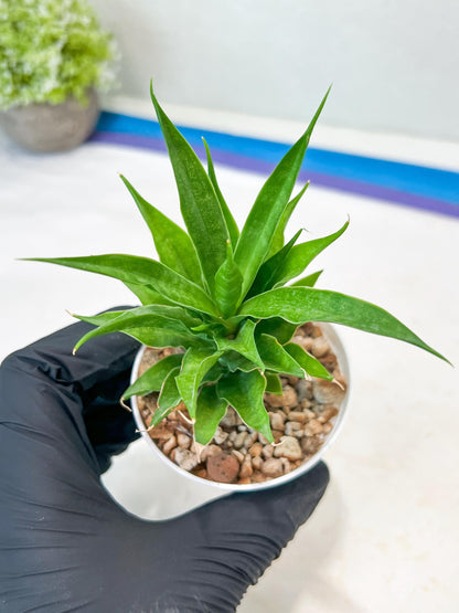 Sansevieria Sunflower (#AC1) | Imported Plants