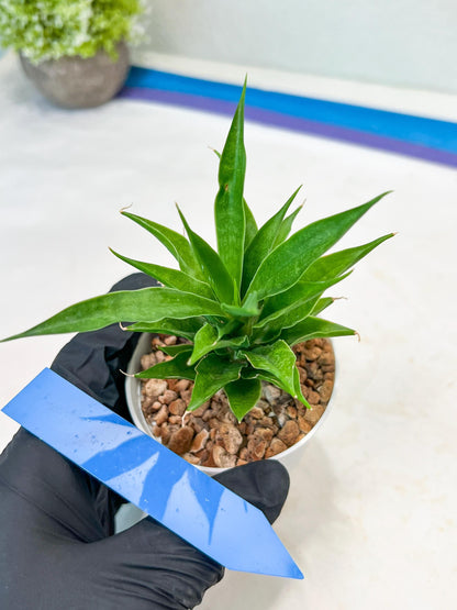 Sansevieria Sunflower (#AC1) | Imported Plants