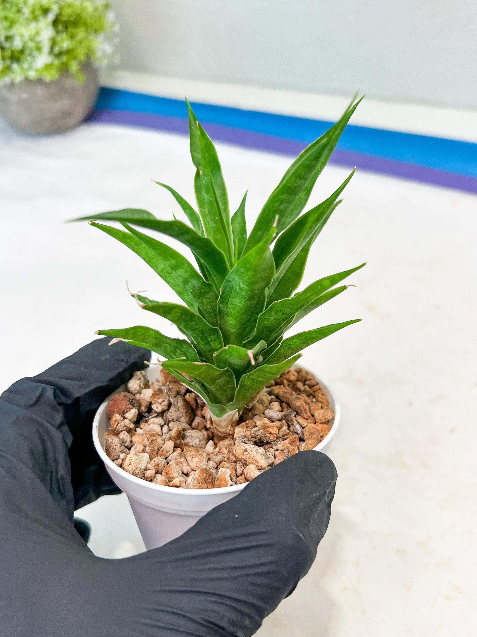 Sansevieria Sunflower (#AC1) | Imported Plants