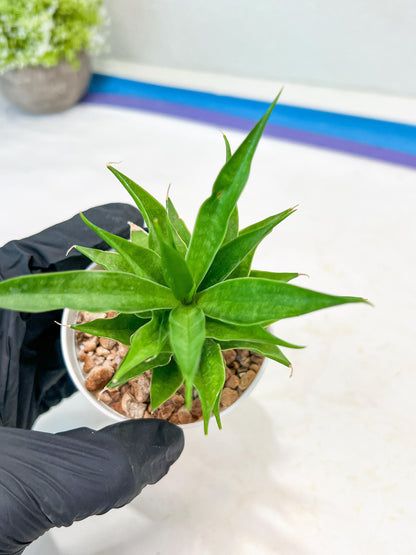 Sansevieria Sunflower (#AC1) | Imported Plants