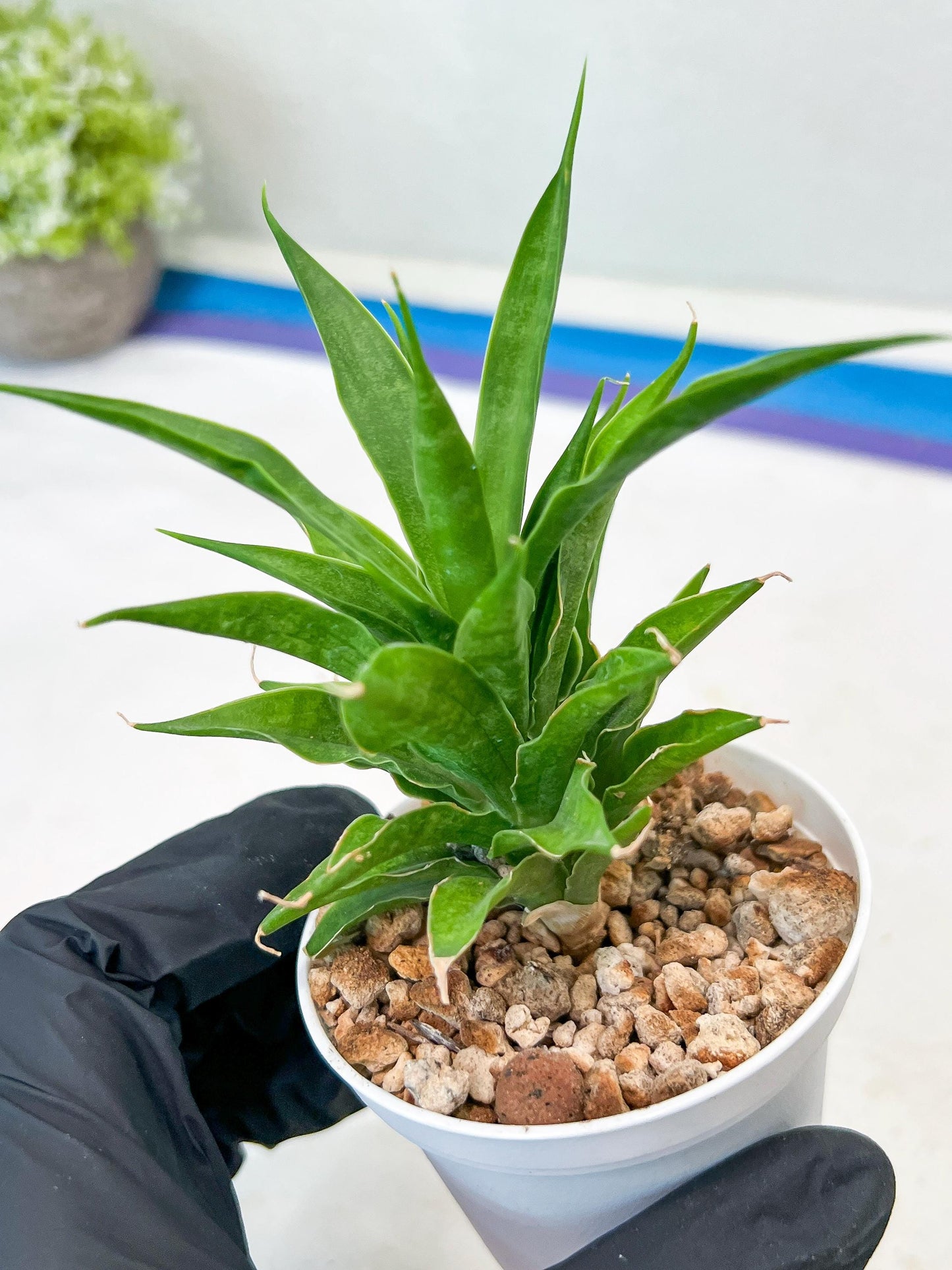Sansevieria Sunflower (#AC1) | Imported Plants