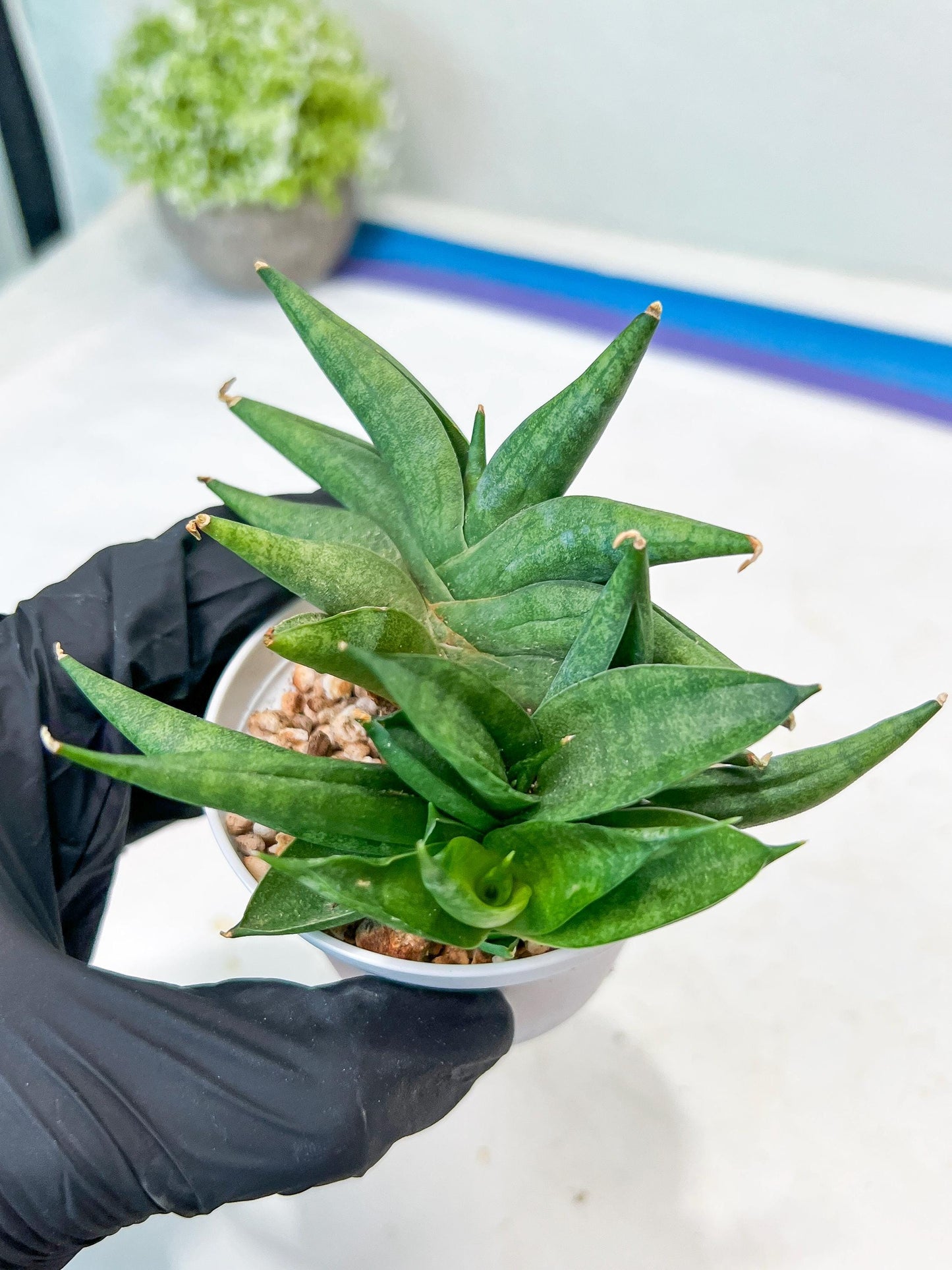 Sansevieria Crazy Crab (#AC4) | Imported Hybrid Snake Plants