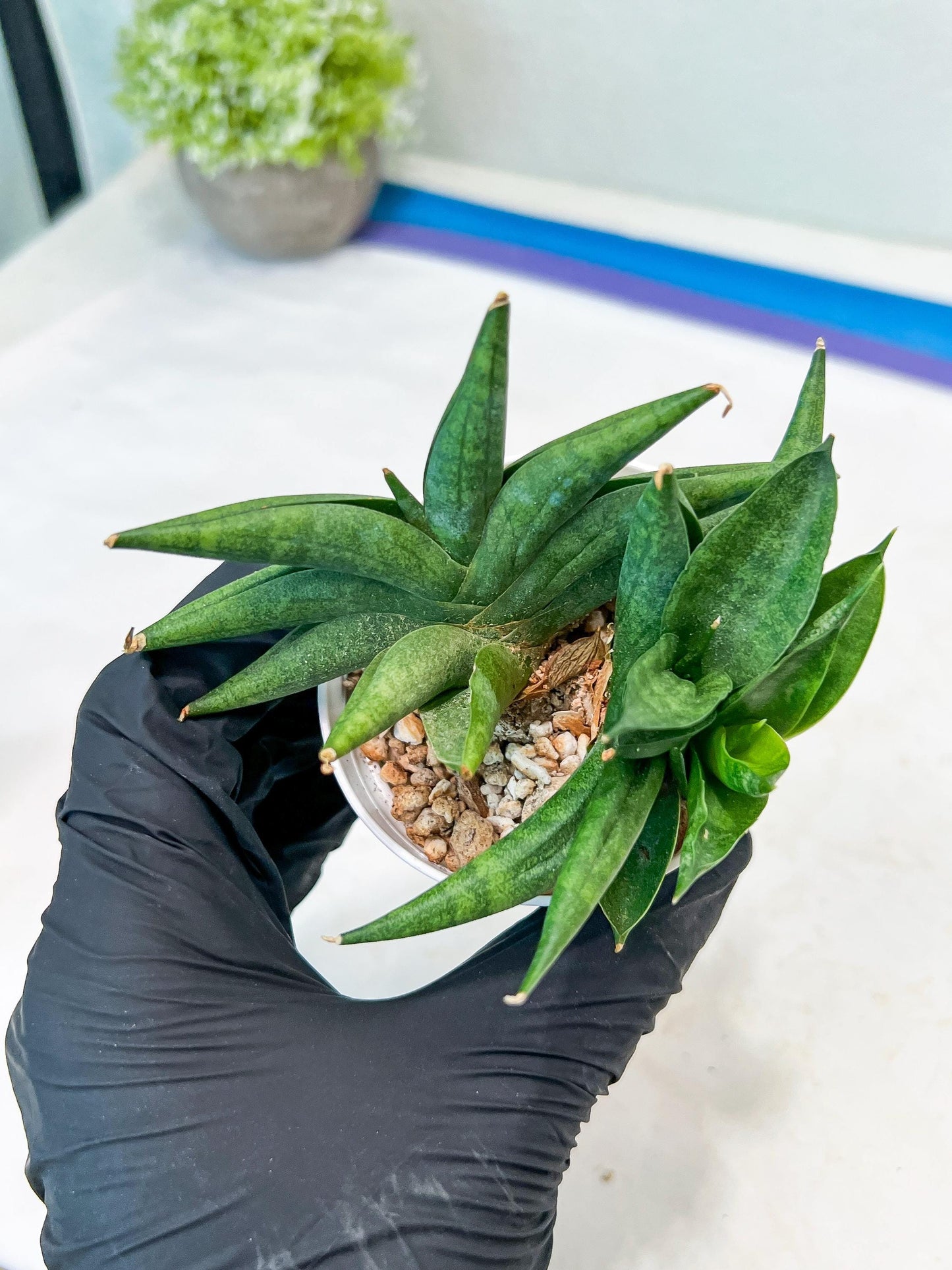 Sansevieria Crazy Crab (#AC4) | Imported Hybrid Snake Plants