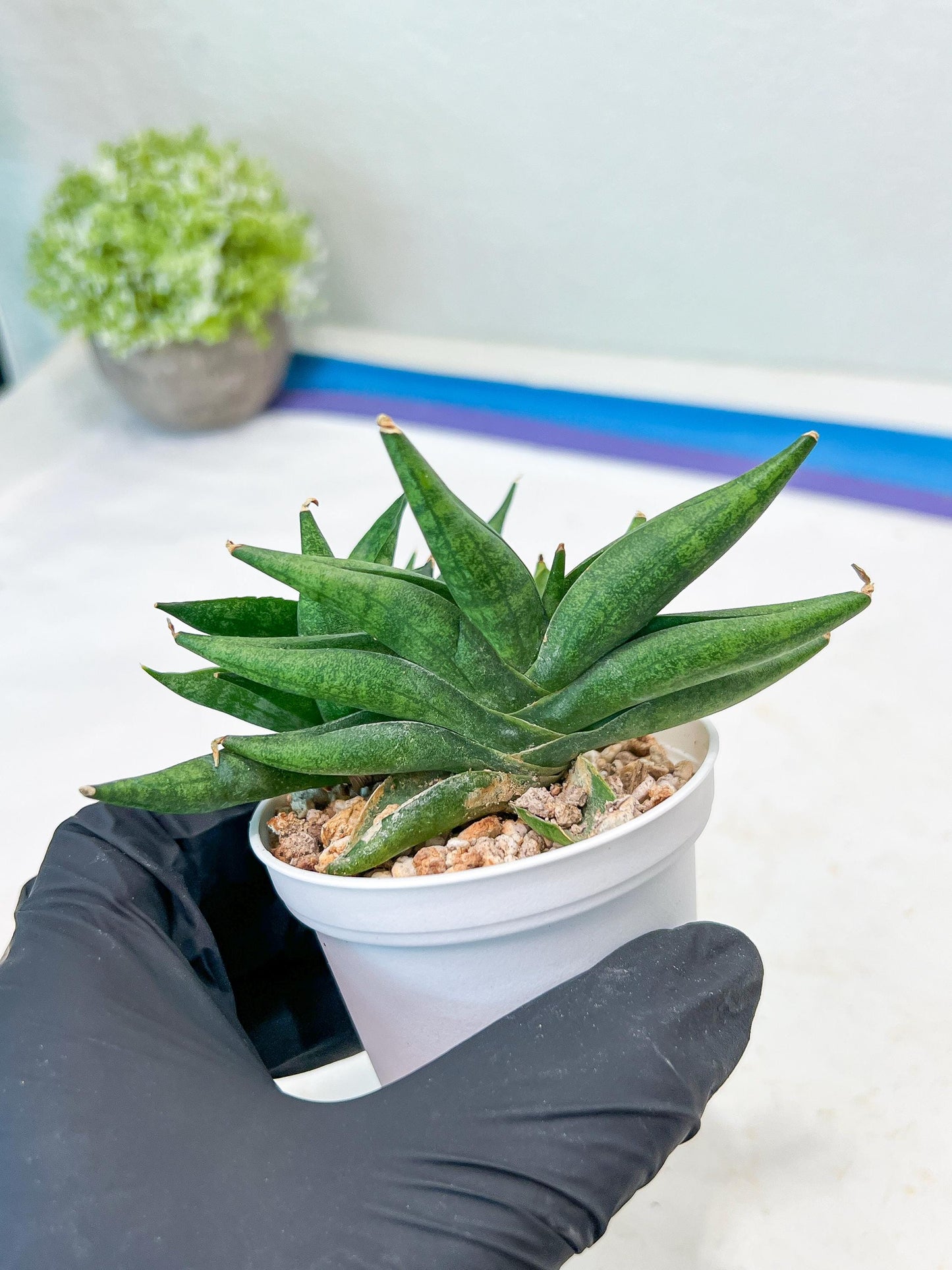 Sansevieria Crazy Crab (#AC4) | Imported Hybrid Snake Plants