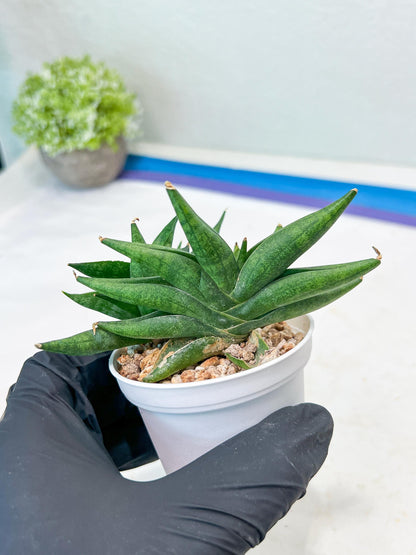 Sansevieria Crazy Crab (#AC4) | Imported Hybrid Snake Plants
