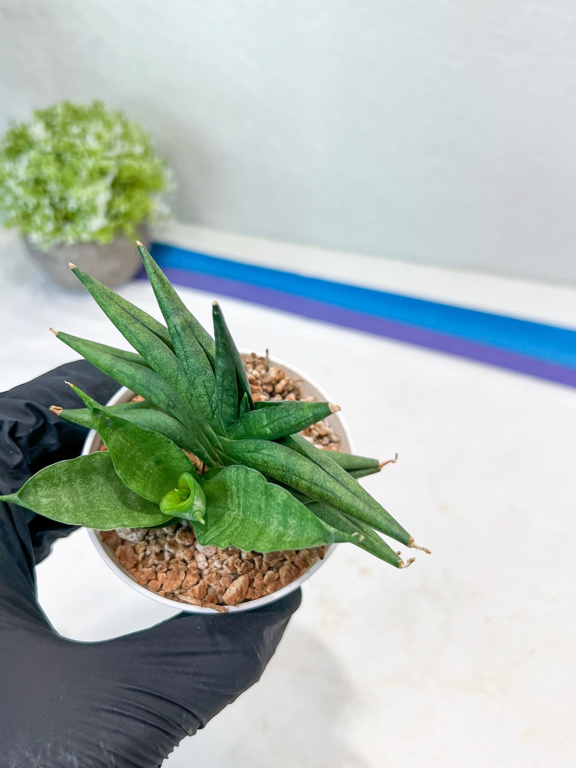 Sansevieria Crazy Crab (#AC4) | Imported Hybrid Snake Plants