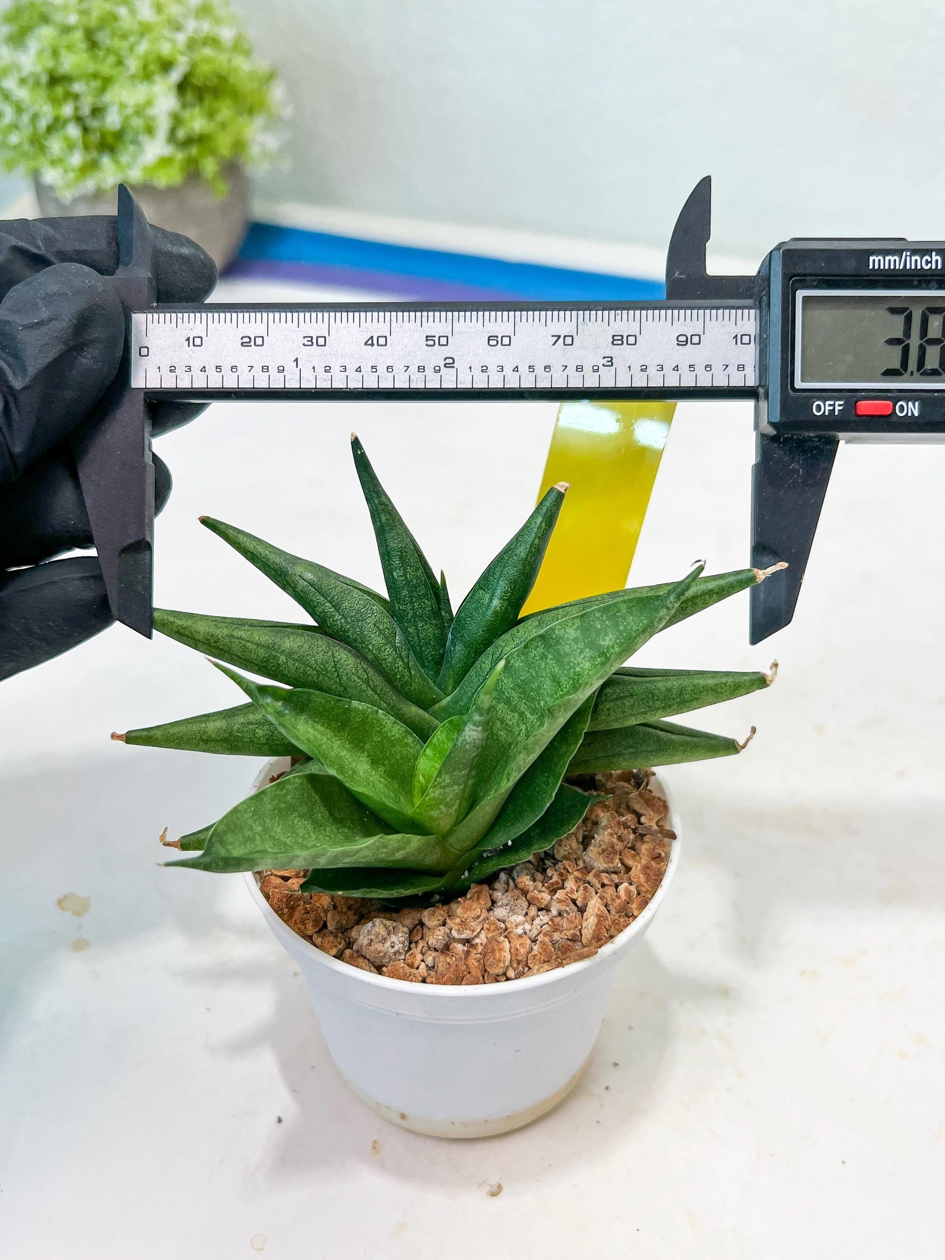 Sansevieria Crazy Crab (#AC4) | Imported Hybrid Snake Plants