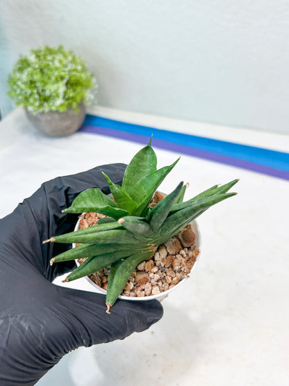 Sansevieria Crazy Crab (#AC4) | Imported Hybrid Snake Plants